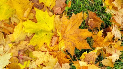 Autumn background from fallen leaves of maple and green grass