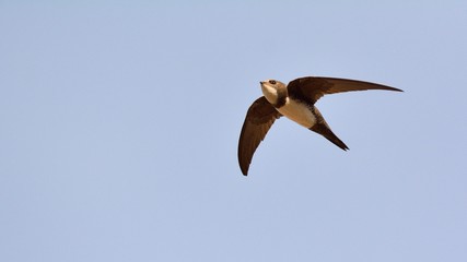 Alpine swift (Apus melba), Greece