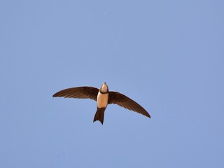 Alpine swift (Apus melba), Greece