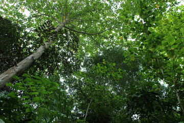 on pulau ubin (singapore)