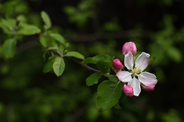 A blooming branch of an apple tree after rain with a blurred background