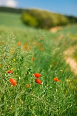Young poppy flowers in the nature.