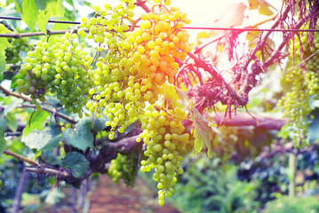Bunch of grapes in the farm.
