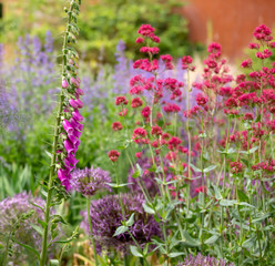 Colourful flower garden