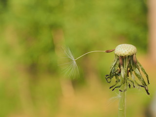 The seed of a dandelion. There is only one seed of the dandelion.