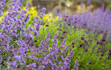 Purple flowers in bushes