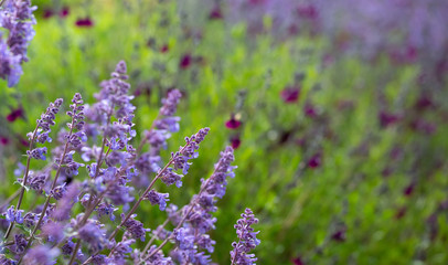 Purple flowers in bushes
