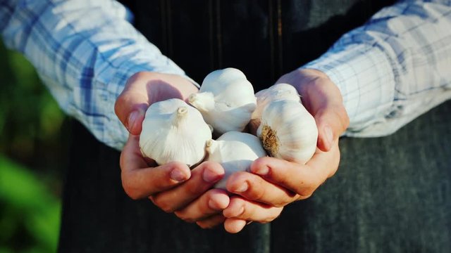 A man holds several garlic bulbs. Products from your garden