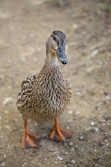 Young female duck looking at the camera with curiosity