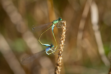 Two dragonflies coupling in love