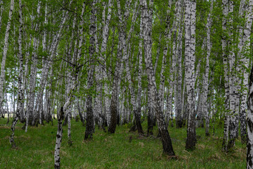 Fototapeta premium birch forest in spring, tree trunks, background 