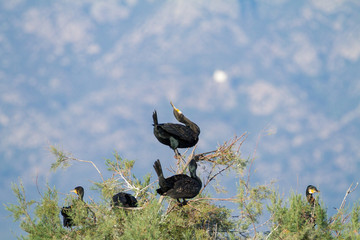 cormorants exhibiting on trees during courtship