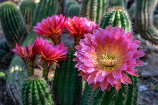 Red and purple large, beautiful and colorful flowers of hedgehog echinopsis cactus in full bloom in cactus garden. Close up.