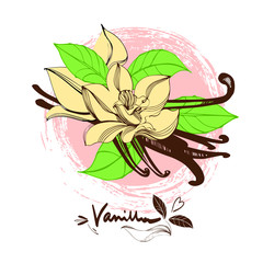 Vanilla, Flower. Illustration spice for use in cooking. Design element for cards decoration, textiles, paper.