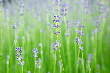 Fototapeta premium Violet Lavender in green field with defocused background