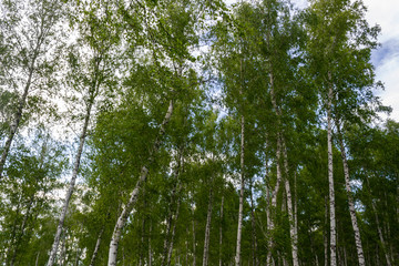 birch forest in spring, tree trunks, background 