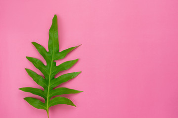 Fototapeta na wymiar Table top view aerial image of summer season holiday background concept.Flat lay Philodendron selloum or palm green leaf on modern pink paper backdrop.Free space for creative design mock up text.