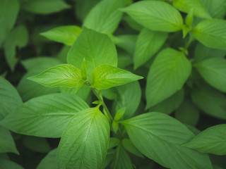 Close-up green leaf detail, green background