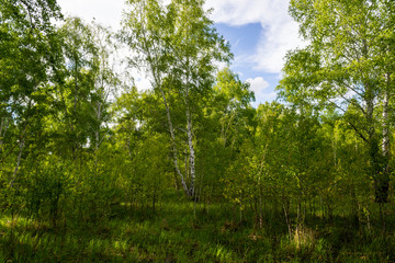 birch forest in spring, tree trunks, background 