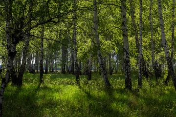 Foto op Plexiglas berkenbos in het voorjaar, boomstammen, achtergrond © Александр Могилевцев