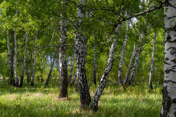 birch forest in spring, tree trunks, background 