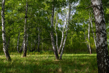 Obraz premium birch forest in spring, tree trunks, background 