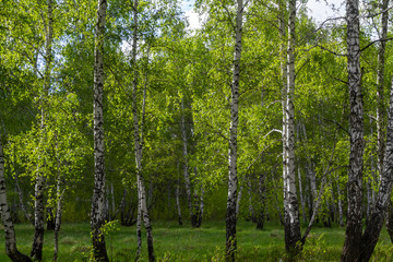 birch forest in spring, tree trunks, background 