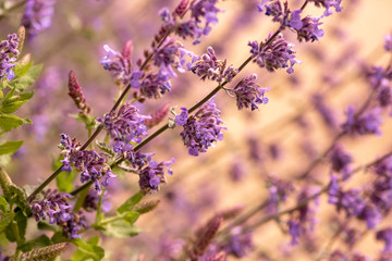 Purple and pink flowers background