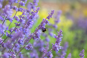 Bee on Purple flowers 