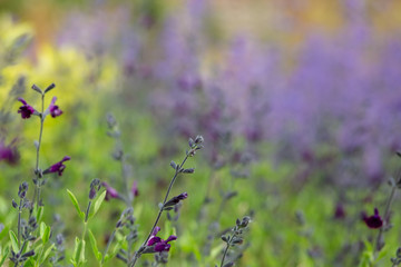 Purple flowers background
