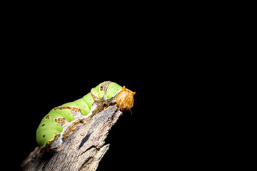 Close-up macro of worm on black background.