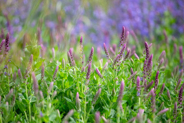 Purple flowers in a field