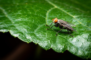 Close-up macro of fly on leaf with black background.