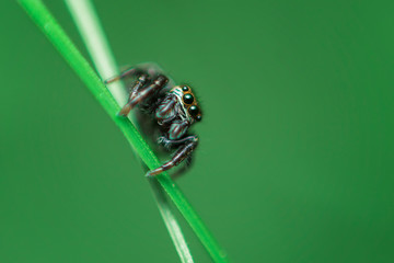 Beautiful Jumping Spider on a green background.