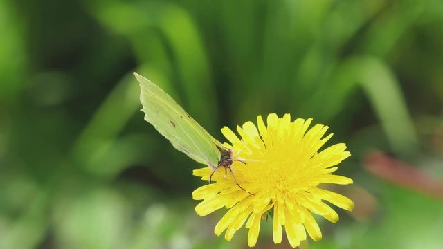 Brimstone Butterfly Feeding on a Dandelion