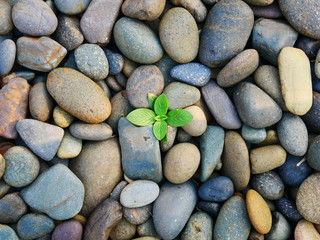 nature pebble stone background