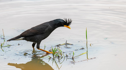 White-vented Myna wading in water finding small aquatic insects for food
