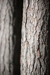 Close up portrait view of bark on a tree trunk with blurred tree behind - Image