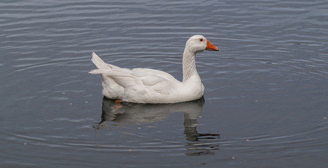 Greylag Geese and Goslings on side of lake