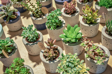 Fototapeta na wymiar Succulents in small pots on sale