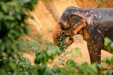 The adult asian elephant  feeding.