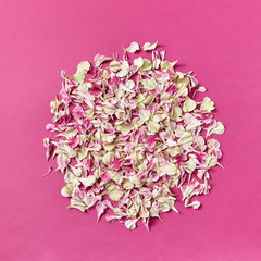 Round pattern of flowers petals on a magenta background.