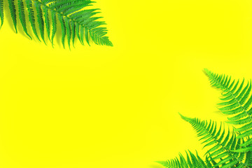 Fototapeta na wymiar fern leaves on vibrant trendy glowing yellow background. Top view with copy space. Ecological bright summer flat lay background.