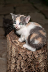 Little cat playing on the home