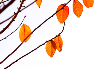 autumn leaves of Fagus grandifolia