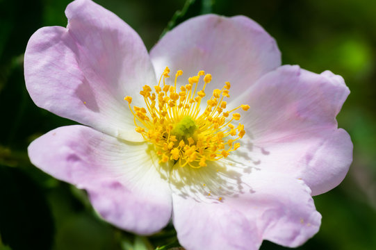 Macro photo of a Cherokee rose (rosa laevigata) in full bloom