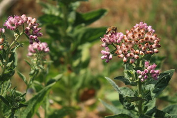 Bee on Flower