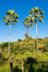 Obraz premium Carnauba palms (Copernicia prunifera) against blue sky in Oeiras, Piaui state - Brazil