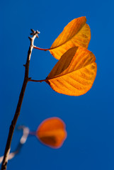 autumn leaves of Fagus grandifolia on the blue sky 