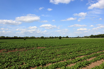 Fototapeta na wymiar Blue sky with white fluffy clouds over green potato fields in summertime. JPG